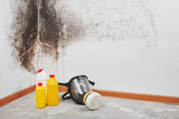 Best Basement Mold Remediation in Circle D Kc Estates, TX