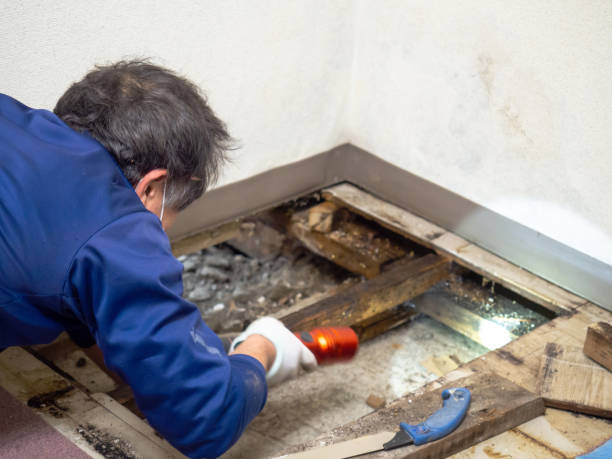 Best Kitchen Mold Remediation in Circle D Kc Estates, TX