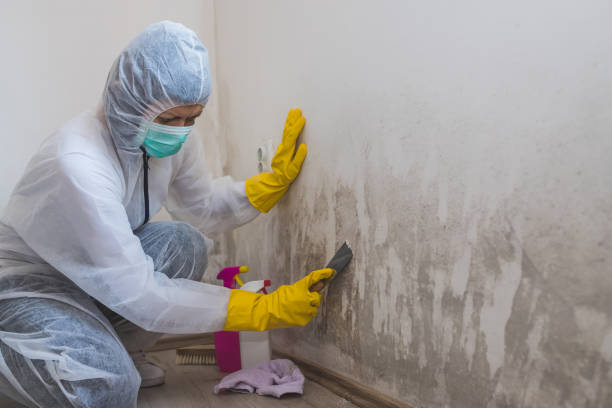 Best Black Mold Remediation in Circle D Kc Estates, TX
