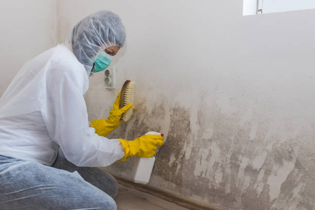 Best Emergency Mold Remediation in Circle D Kc Estates, TX