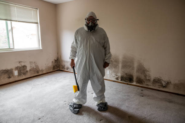Best Health and Safety Mold Remediation in Circle D Kc Estates, TX