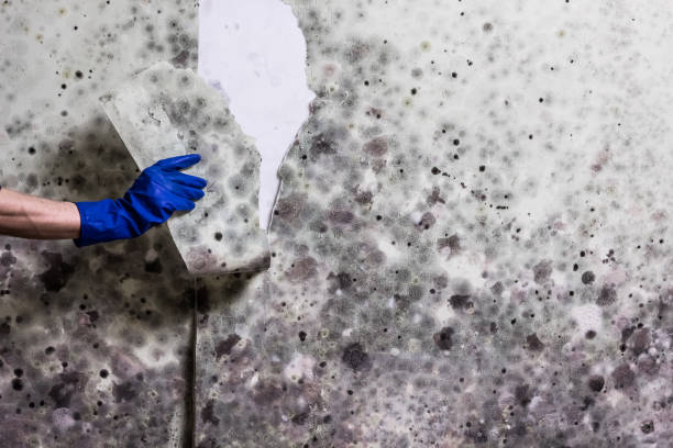 Best Bathroom Mold Remediation in Circle D Kc Estates, TX