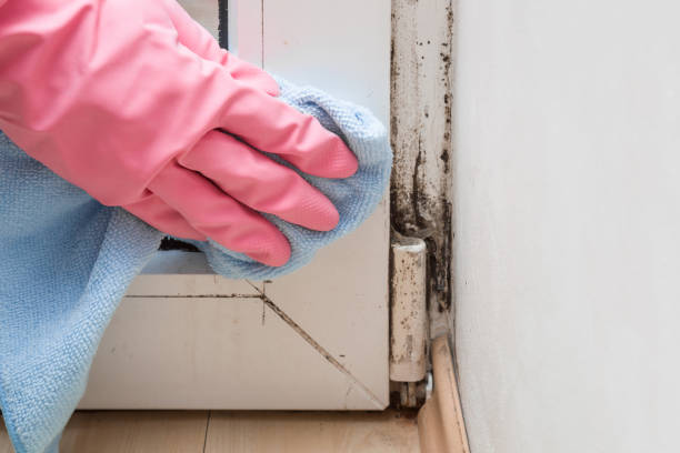 Best Preventive Mold Services in Circle D Kc Estates, TX